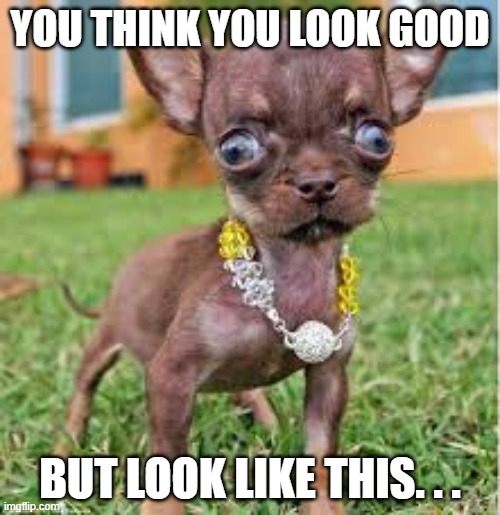 Wired Life | YOU THINK YOU LOOK GOOD; BUT LOOK LIKE THIS. . . | image tagged in big eyes | made w/ Imgflip meme maker