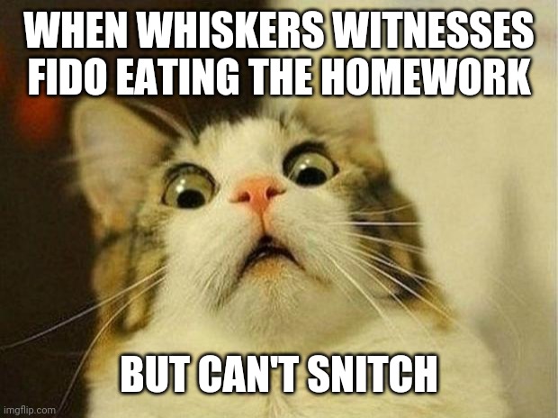 Scared Cat Meme | WHEN WHISKERS WITNESSES FIDO EATING THE HOMEWORK; BUT CAN'T SNITCH | image tagged in memes,scared cat | made w/ Imgflip meme maker