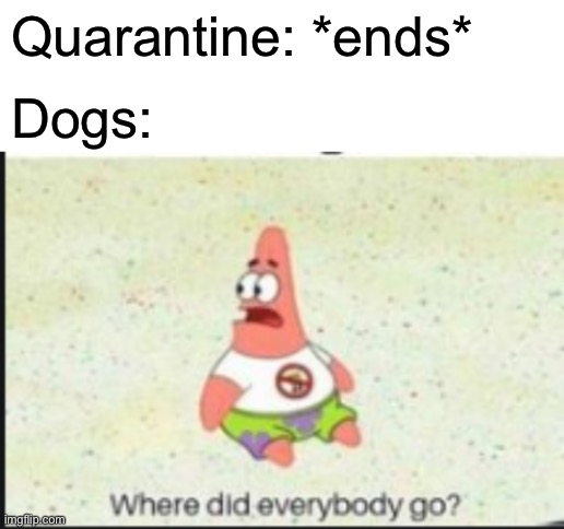 Dogs after quarantine | Quarantine: *ends*; Dogs: | image tagged in blank white template,alone patrick,dogs,funny,memes,sad | made w/ Imgflip meme maker