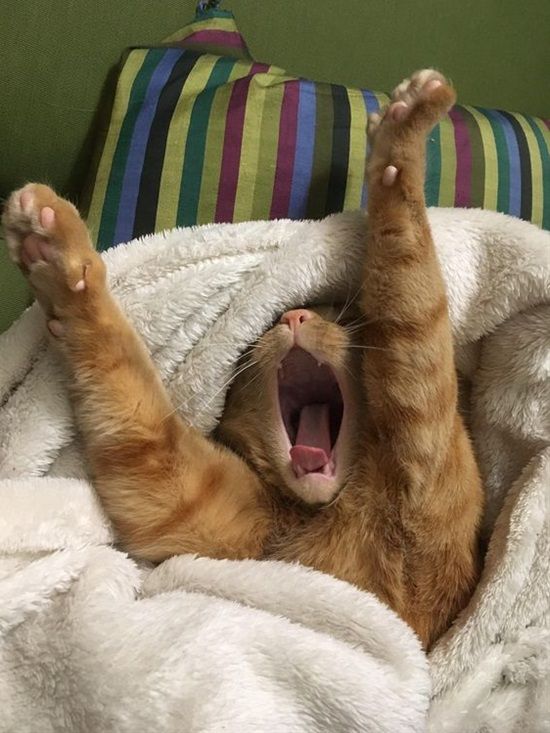 Ginger Cat In Bed Blank Meme Template