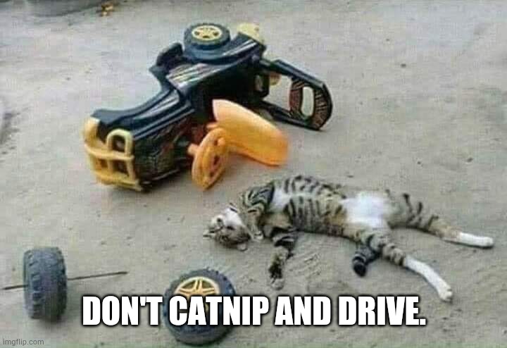 Catnip rife | DON'T CATNIP AND DRIVE. | image tagged in catnip,catnip cat,cat,cats | made w/ Imgflip meme maker