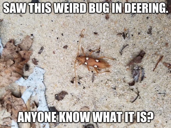 Help! | SAW THIS WEIRD BUG IN DEERING. ANYONE KNOW WHAT IT IS? | image tagged in bugs,memes,bug,anyone,help | made w/ Imgflip meme maker