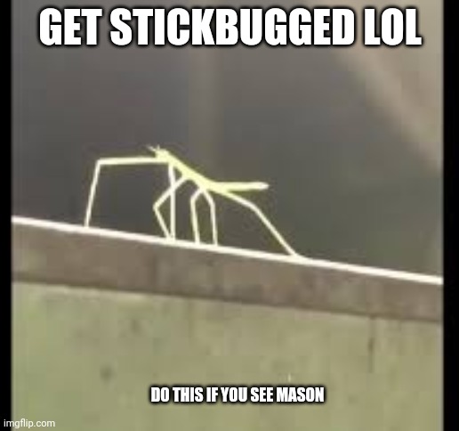 Stickbug | GET STICKBUGGED LOL DO THIS IF YOU SEE MASON | image tagged in stickbug | made w/ Imgflip meme maker