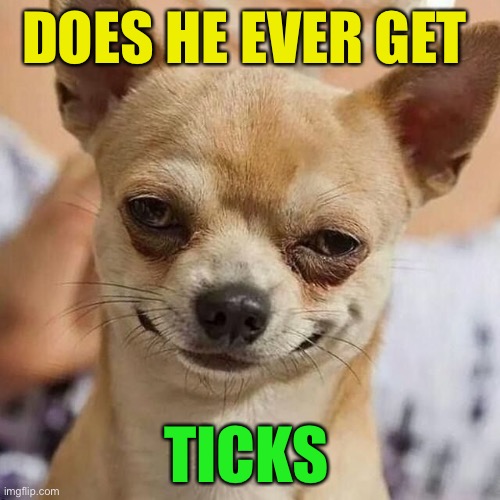 Smirking Dog | DOES HE EVER GET TICKS | image tagged in smirking dog | made w/ Imgflip meme maker