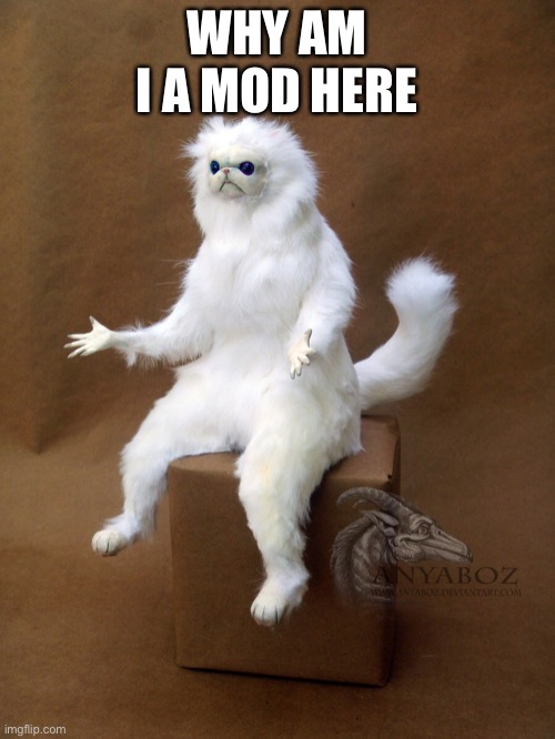 Persian Cat Room Guardian Single Meme | WHY AM I A MOD HERE | image tagged in memes,persian cat room guardian single | made w/ Imgflip meme maker