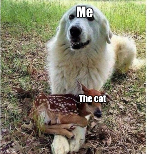 Life with cats | Me; The cat | image tagged in dog and deer,stuck dog | made w/ Imgflip meme maker