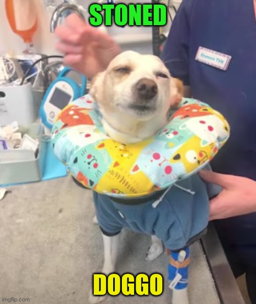 high doggo | STONED; DOGGO | image tagged in stoned doggo | made w/ Imgflip meme maker