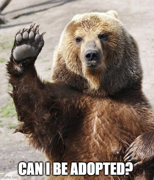 Hello bear | CAN I BE ADOPTED? | image tagged in hello bear | made w/ Imgflip meme maker