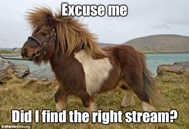 Is MLP weekend amenable to stockily-built Shetland ponies that are not necessarily my own? | Excuse me; Did I find the right stream? | image tagged in shetland pony,pony,my little pony,meme stream,imgflip humor,meanwhile on imgflip | made w/ Imgflip meme maker