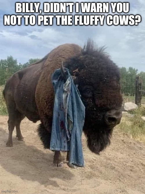 Buffalo Billy | BILLY, DIDN'T I WARN YOU NOT TO PET THE FLUFFY COWS? | image tagged in buffalo | made w/ Imgflip meme maker