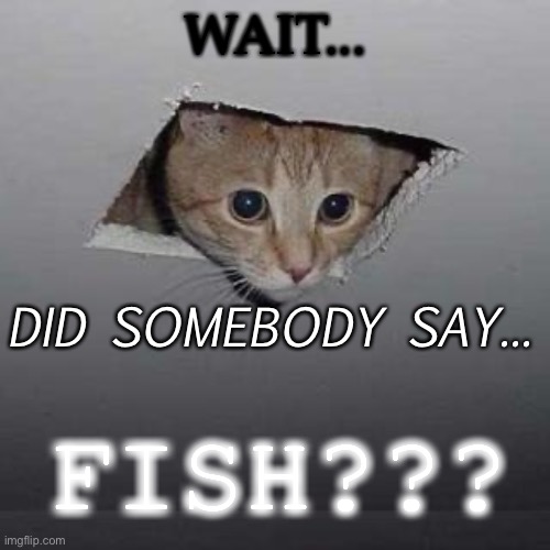 The cat smells fish... | WAIT... DID SOMEBODY SAY... FISH??? | image tagged in memes,ceiling cat | made w/ Imgflip meme maker