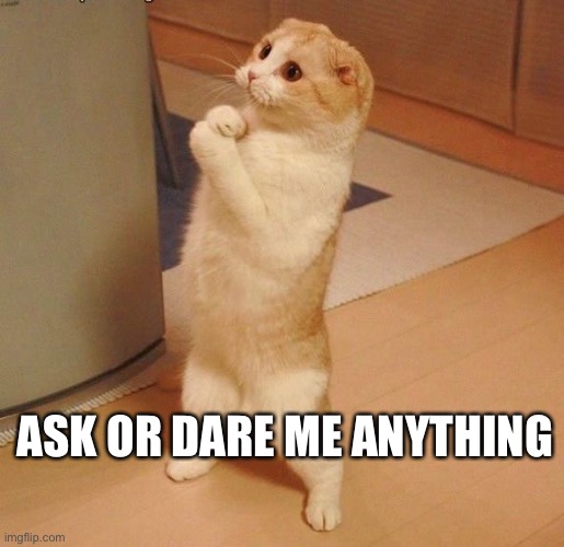 Begging Cat | ASK OR DARE ME ANYTHING | image tagged in begging cat | made w/ Imgflip meme maker
