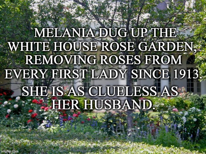 Rose Garden | MELANIA DUG UP THE WHITE HOUSE ROSE GARDEN, REMOVING ROSES FROM EVERY FIRST LADY SINCE 1913. SHE IS AS CLUELESS AS; HER HUSBAND. | image tagged in politics | made w/ Imgflip meme maker
