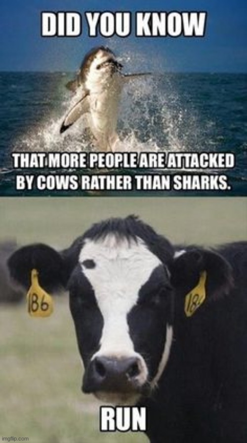 RUN!!! | image tagged in evil cows,sharks | made w/ Imgflip meme maker
