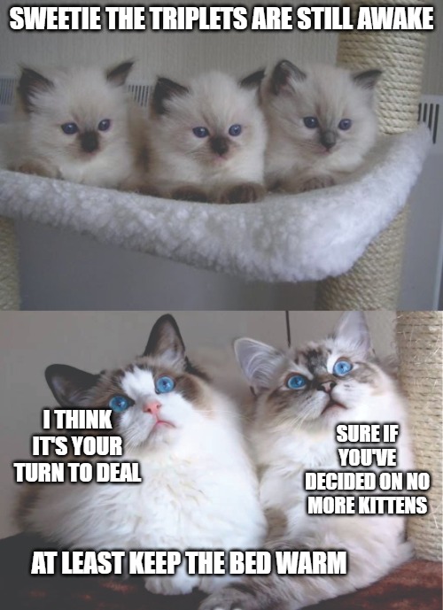 Lose Lose | SWEETIE THE TRIPLETS ARE STILL AWAKE; I THINK IT'S YOUR TURN TO DEAL; SURE IF YOU'VE DECIDED ON NO MORE KITTENS; AT LEAST KEEP THE BED WARM | image tagged in cats,memes,funny,funny memes,fun,2020 | made w/ Imgflip meme maker