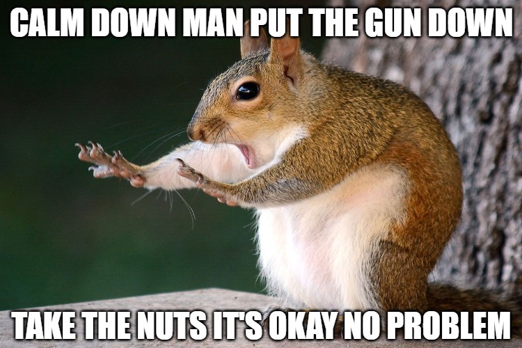 Just take it | CALM DOWN MAN PUT THE GUN DOWN; TAKE THE NUTS IT'S OKAY NO PROBLEM | image tagged in memes,fun,funny,squirrel,nuts,2020 | made w/ Imgflip meme maker