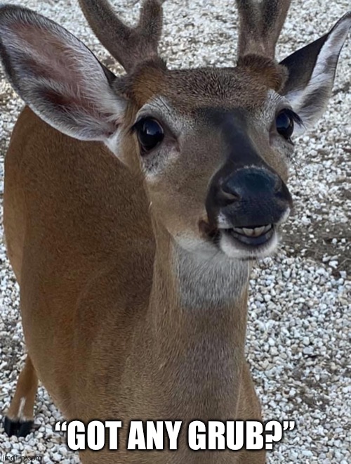 Hungry White-Tailed Deer | “GOT ANY GRUB?” | image tagged in deer | made w/ Imgflip meme maker
