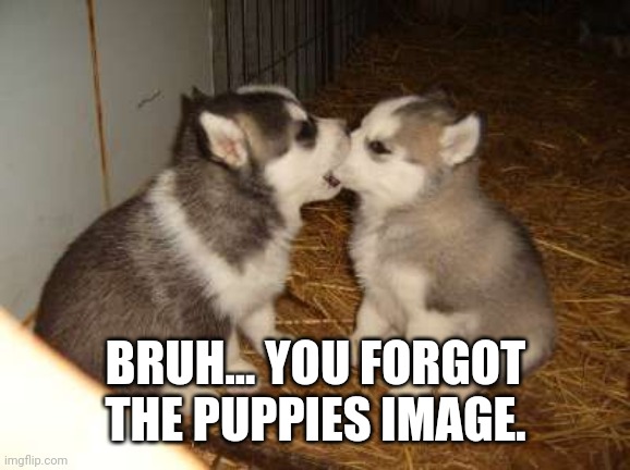 Cute Puppies Meme | BRUH... YOU FORGOT THE PUPPIES IMAGE. | image tagged in memes,cute puppies | made w/ Imgflip meme maker