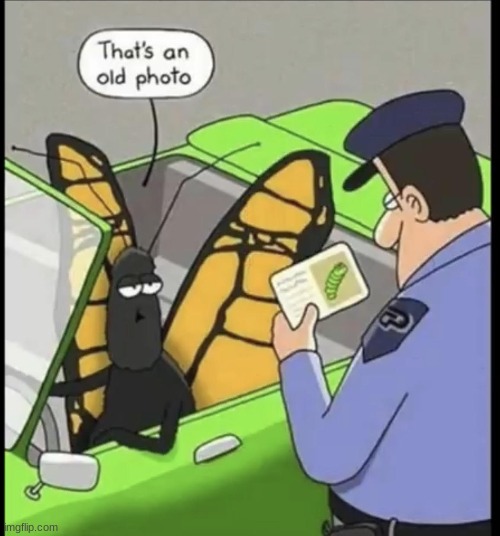 It must be hard being a butterfly | image tagged in nature,comics/cartoons,puberty | made w/ Imgflip meme maker