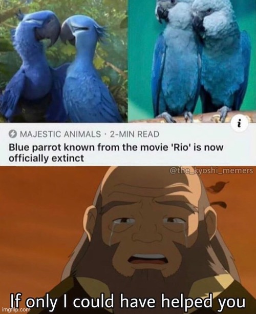 Why did 2020 do this!!! | image tagged in blue parrot,sad,extinction,rio,pls i need them back,evil 2020 | made w/ Imgflip meme maker