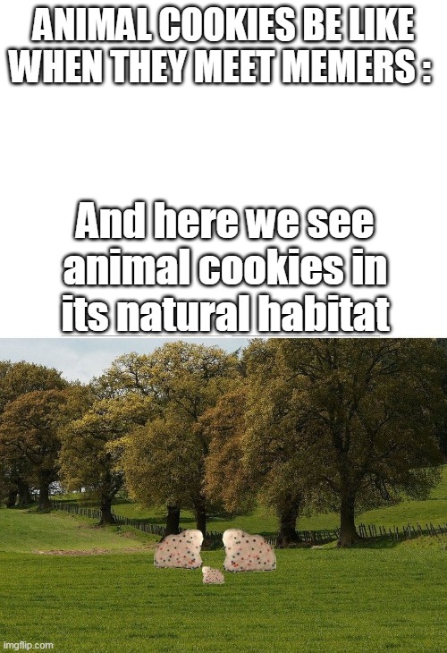 Animal cookies be like | ANIMAL COOKIES BE LIKE WHEN THEY MEET MEMERS :; And here we see animal cookies in its natural habitat | image tagged in blank white template | made w/ Imgflip meme maker