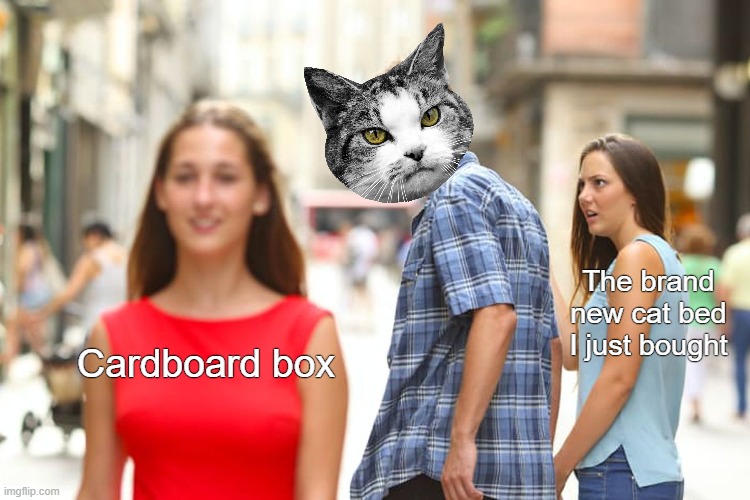 Cats... | The brand new cat bed I just bought; Cardboard box | image tagged in memes,distracted boyfriend,cats,logic,funny,funny cats | made w/ Imgflip meme maker