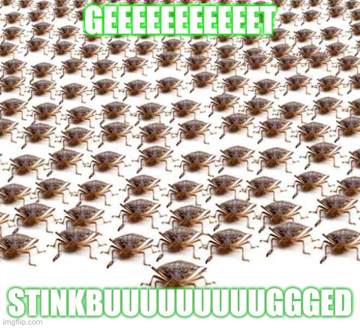 Stinkbugs | GEEEEEEEEEEET; STINKBUUUUUUUUUGGGED | image tagged in bugs,stinky | made w/ Imgflip meme maker