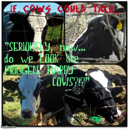 if cows could talk | image tagged in cow love | made w/ Imgflip meme maker