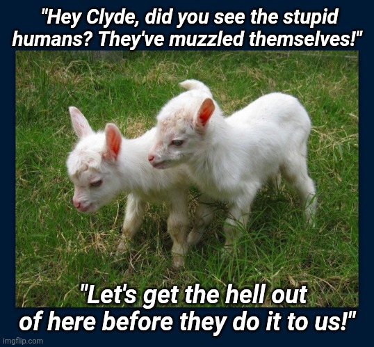 Lambs now smarter than people | "Hey Clyde, did you see the stupid humans? They've muzzled themselves!"; "Let's get the hell out of here before they do it to us!" | image tagged in covidiots,libtards,pandemic,panic attack | made w/ Imgflip meme maker