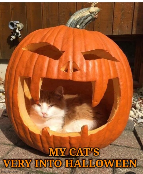 He can't wait! | MY CAT'S VERY INTO HALLOWEEN | image tagged in halloween,kitty | made w/ Imgflip meme maker