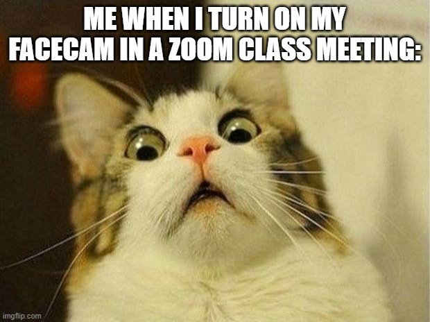 Funny meme | ME WHEN I TURN ON MY FACECAM IN A ZOOM CLASS MEETING: | image tagged in memes,scared cat | made w/ Imgflip meme maker