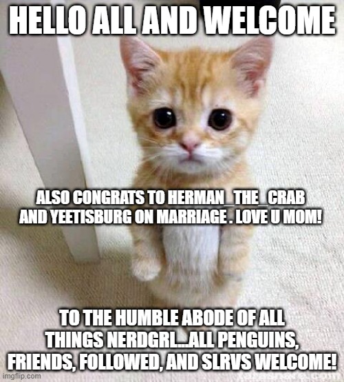 hello and welcome all | HELLO ALL AND WELCOME; ALSO CONGRATS TO HERMAN_THE_CRAB AND YEETISBURG ON MARRIAGE . LOVE U MOM! TO THE HUMBLE ABODE OF ALL THINGS NERDGRL...ALL PENGUINS, FRIENDS, FOLLOWED, AND SLRVS WELCOME! | image tagged in memes,cute cat | made w/ Imgflip meme maker
