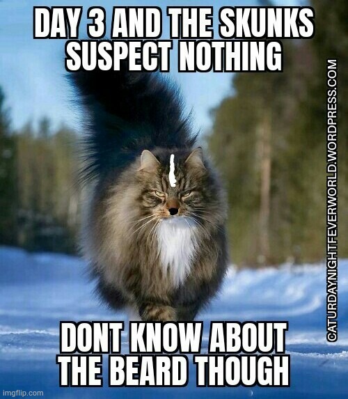 Skunk disguise expert cat meme | image tagged in cats,cat,funny cats,funny cat memes | made w/ Imgflip meme maker