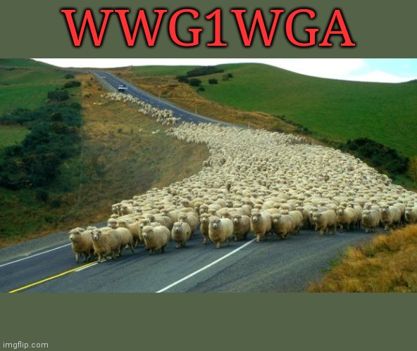 sheep | WWG1WGA | image tagged in sheep | made w/ Imgflip meme maker