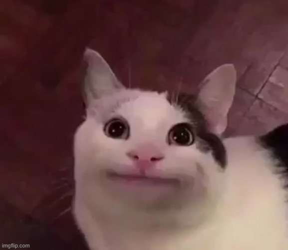 Awkward Cat | image tagged in awkward cat | made w/ Imgflip meme maker