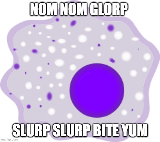 macrophage | NOM NOM GLORP SLURP SLURP BITE YUM | image tagged in macrophage | made w/ Imgflip meme maker
