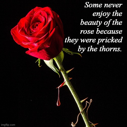 rose | Some never enjoy the beauty of the rose because they were pricked by the thorns. | image tagged in rose | made w/ Imgflip meme maker