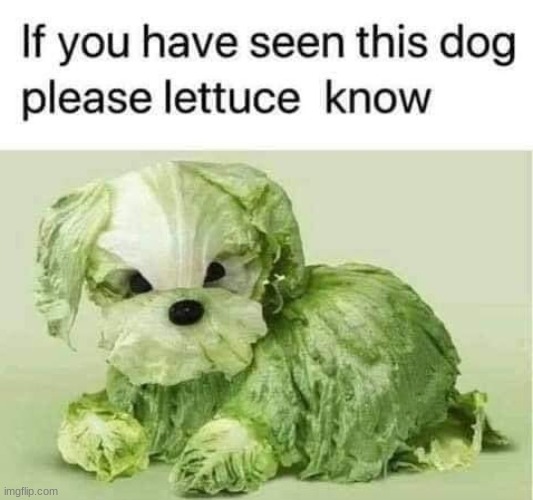 lol | image tagged in lettuce dog,memes,lettuce,dogs,lost dog,funny | made w/ Imgflip meme maker