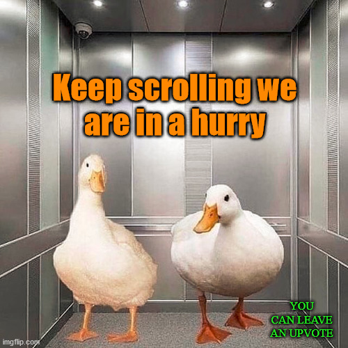 Going up I presume. | Keep scrolling we
are in a hurry; YOU CAN LEAVE AN UPVOTE | image tagged in elevator,ducks,fun | made w/ Imgflip meme maker