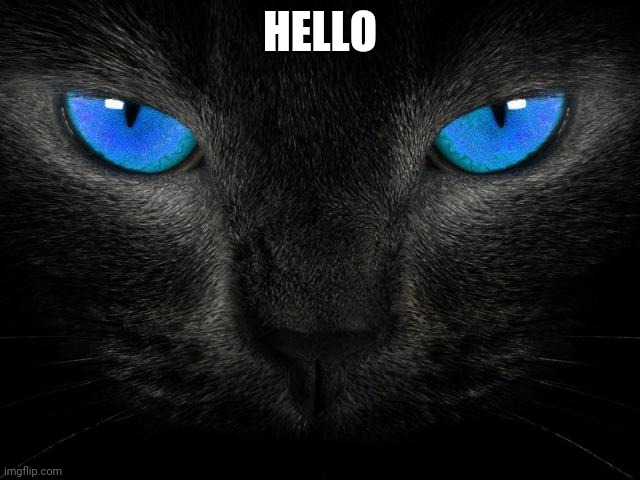 Black Cat Blue Eyes | HELLO | image tagged in black cat blue eyes | made w/ Imgflip meme maker