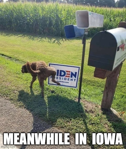 Dogs are such a good judge of character | MEANWHILE  IN  IOWA | image tagged in funny,biden,joe biden,trump 2020,election 2020,creepy joe biden | made w/ Imgflip meme maker