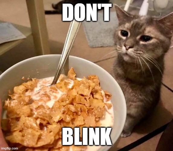 Don't blink | DON'T; BLINK | image tagged in cat memes | made w/ Imgflip meme maker