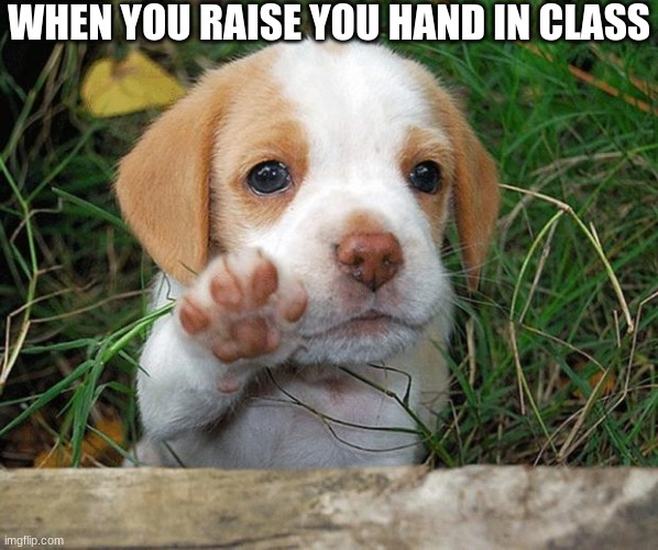 Raise your hand | WHEN YOU RAISE YOU HAND IN CLASS | image tagged in dog puppy bye | made w/ Imgflip meme maker