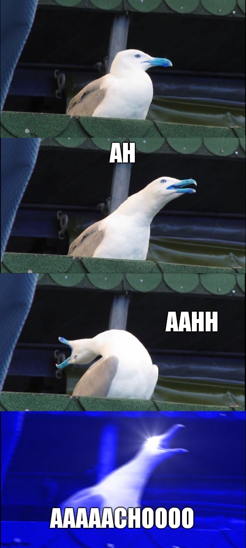 A Sneeze | AH; AAHH; AAAAACHOOOO | image tagged in memes,inhaling seagull,sneezing | made w/ Imgflip meme maker