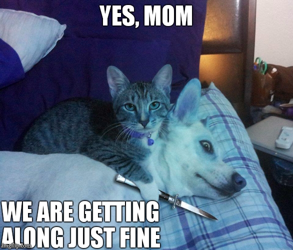 yes mom | YES, MOM; WE ARE GETTING ALONG JUST FINE | image tagged in cat dog knife | made w/ Imgflip meme maker