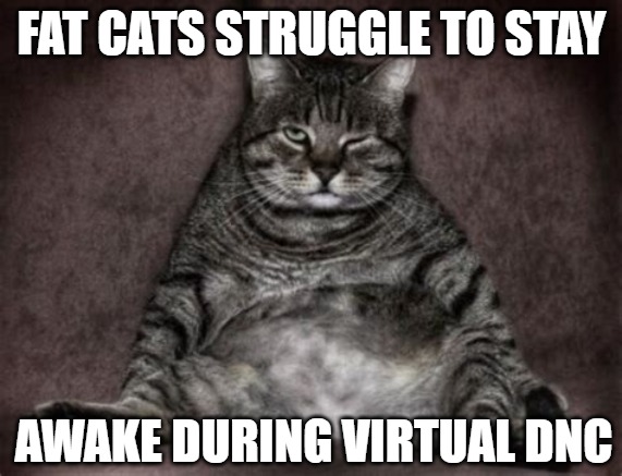 Come on, man | FAT CATS STRUGGLE TO STAY; AWAKE DURING VIRTUAL DNC | image tagged in cats,memes,fun,funny,fat cats,2020 | made w/ Imgflip meme maker