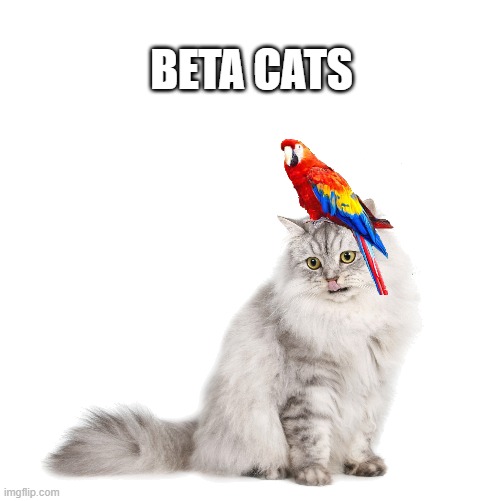 beta cat | BETA CATS | image tagged in beta cat | made w/ Imgflip meme maker