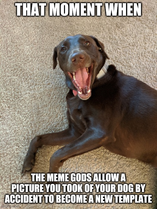 I for real took this by accident | THAT MOMENT WHEN; THE MEME GODS ALLOW A PICTURE YOU TOOK OF YOUR DOG BY ACCIDENT TO BECOME A NEW TEMPLATE | image tagged in doge,happy | made w/ Imgflip meme maker