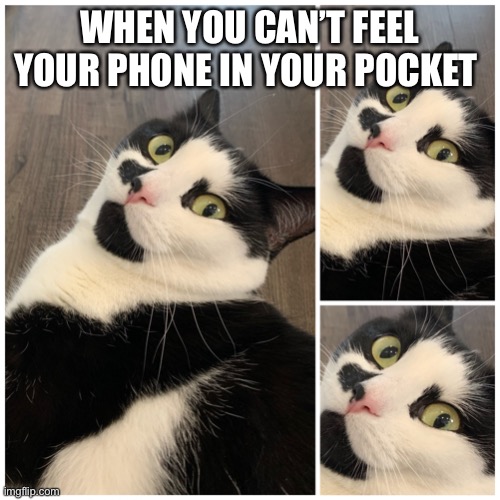 That Moment When You Can’t Feel Your Phone In Your Pocket | WHEN YOU CAN’T FEEL YOUR PHONE IN YOUR POCKET | image tagged in memes,cat,funny,phone,relatable | made w/ Imgflip meme maker