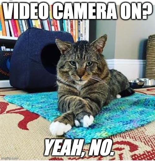 Distance learning | VIDEO CAMERA ON? YEAH, NO. | image tagged in cats,distance learning,education,video cameras | made w/ Imgflip meme maker